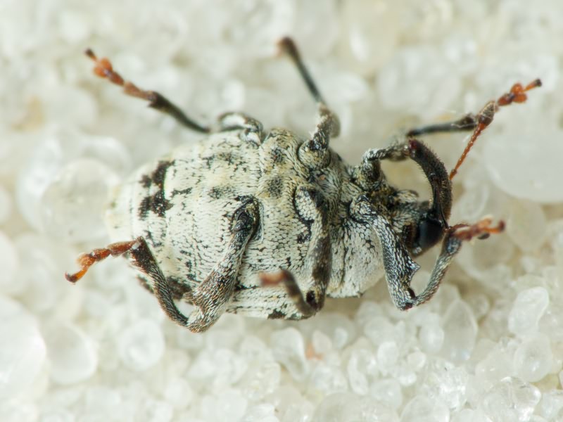 Mogulones larvatus (Schultze, 1897)